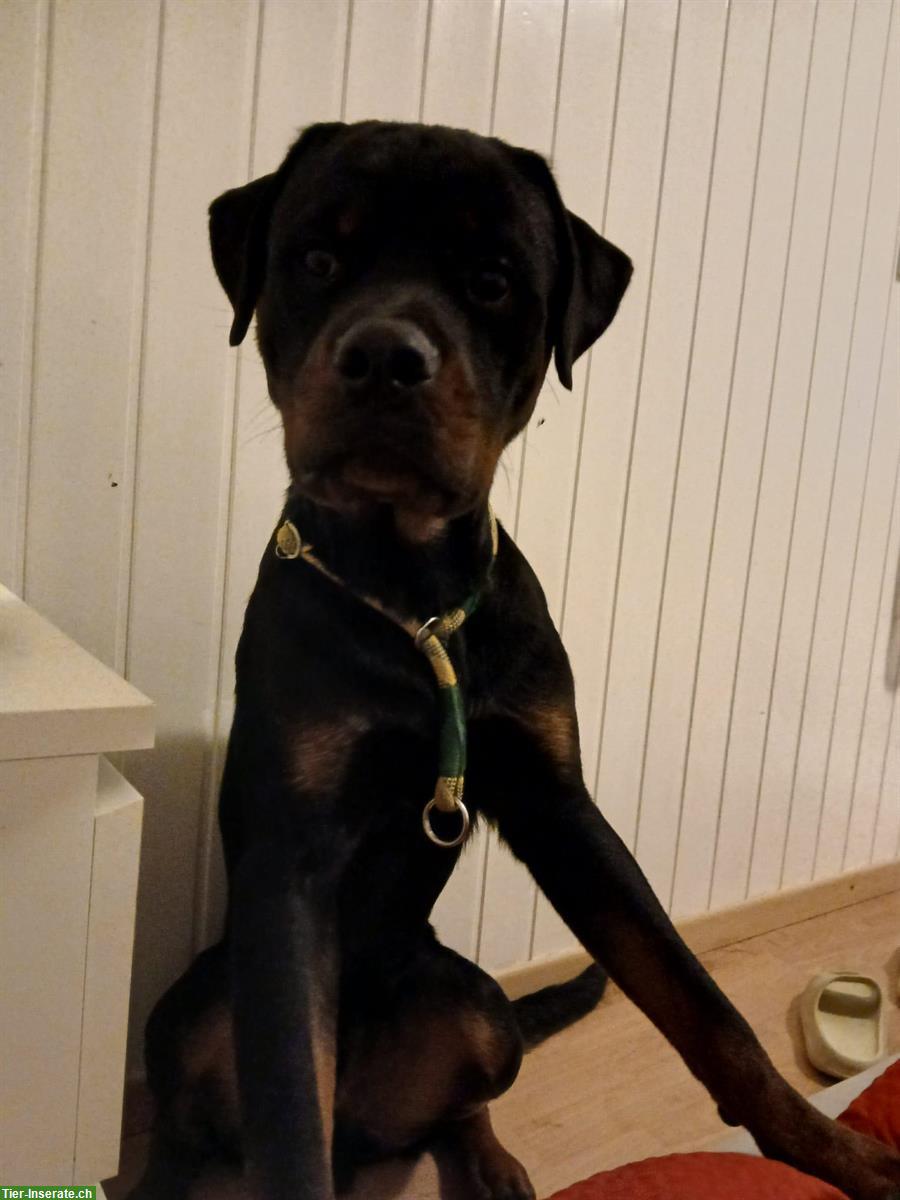 Bild 3: Zwei 1-jährige Rottweiler Rüden zum Abgeben
