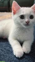 Türkische Angora Kätzchen sucht liebes Zuhause