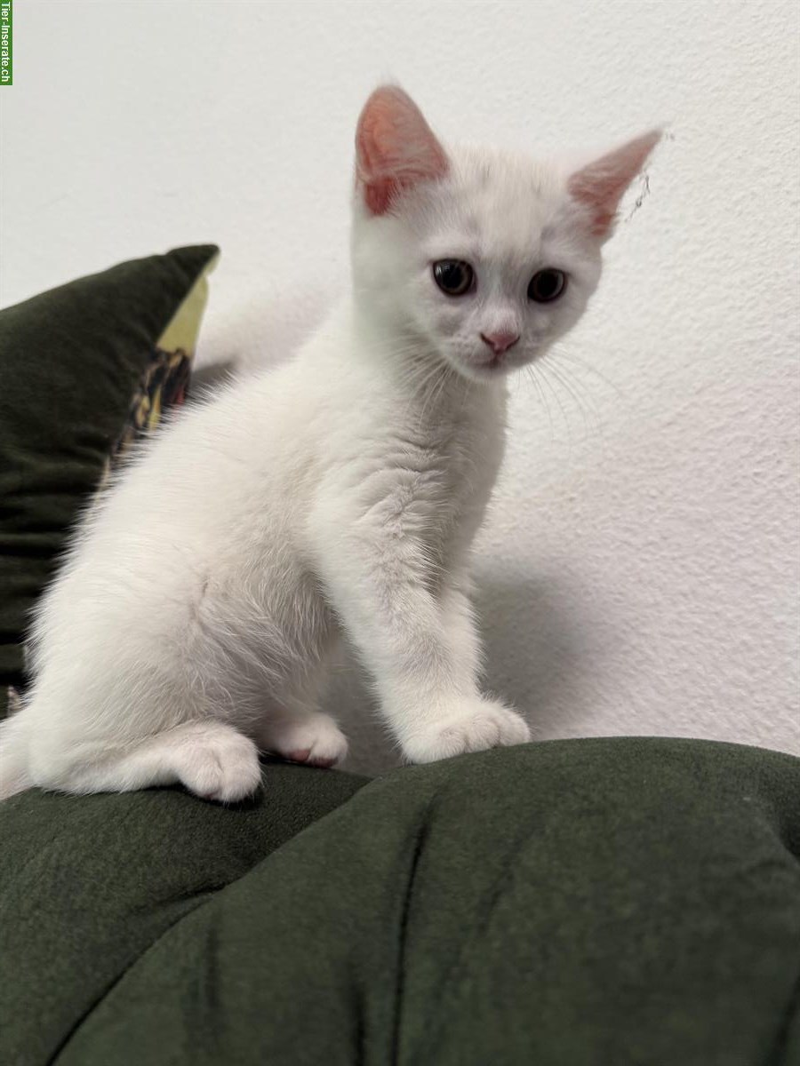 Bild 2: Türkische Angora Kätzchen sucht liebes Zuhause