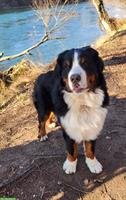 Reinrassiger Berner Sennenhund knapp 2-jährig sucht ein Zuhause