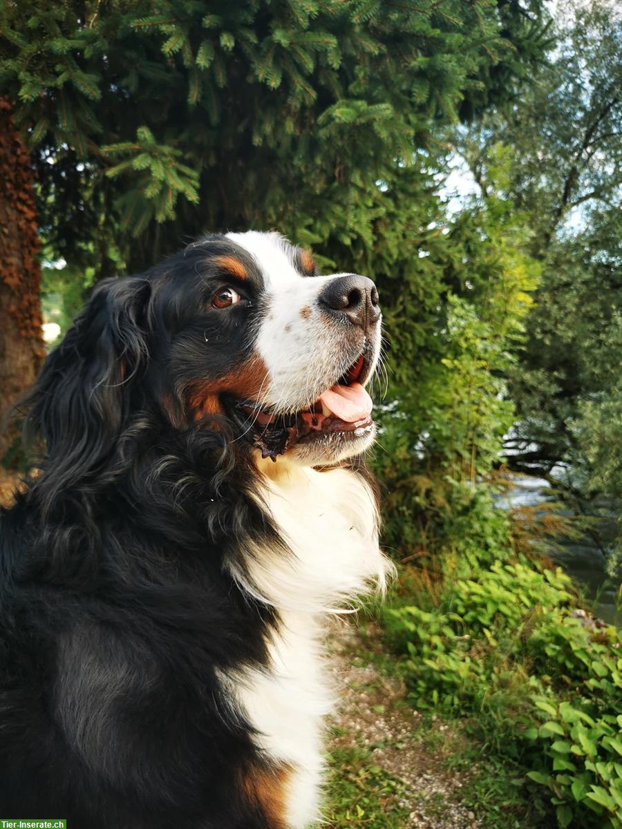 Bild 2: Reinrassiger Berner Sennenhund knapp 2-jährig sucht ein Zuhause