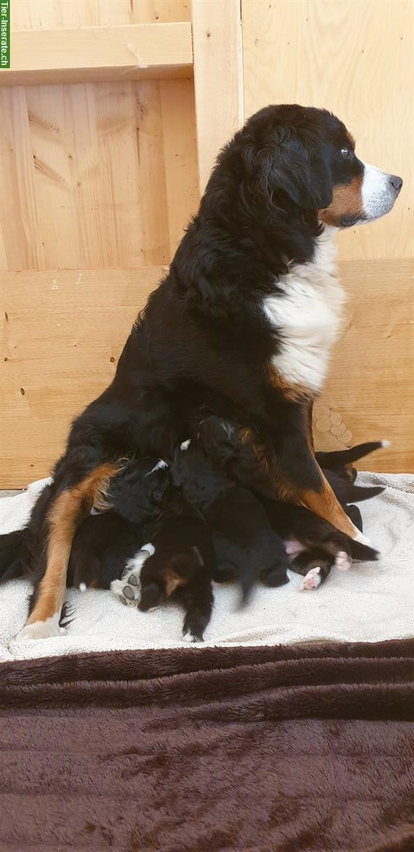 Berner Sennenhund Welpen suchen liebes Zuhause