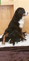 Berner Sennenhund Welpen suchen liebes Zuhause
