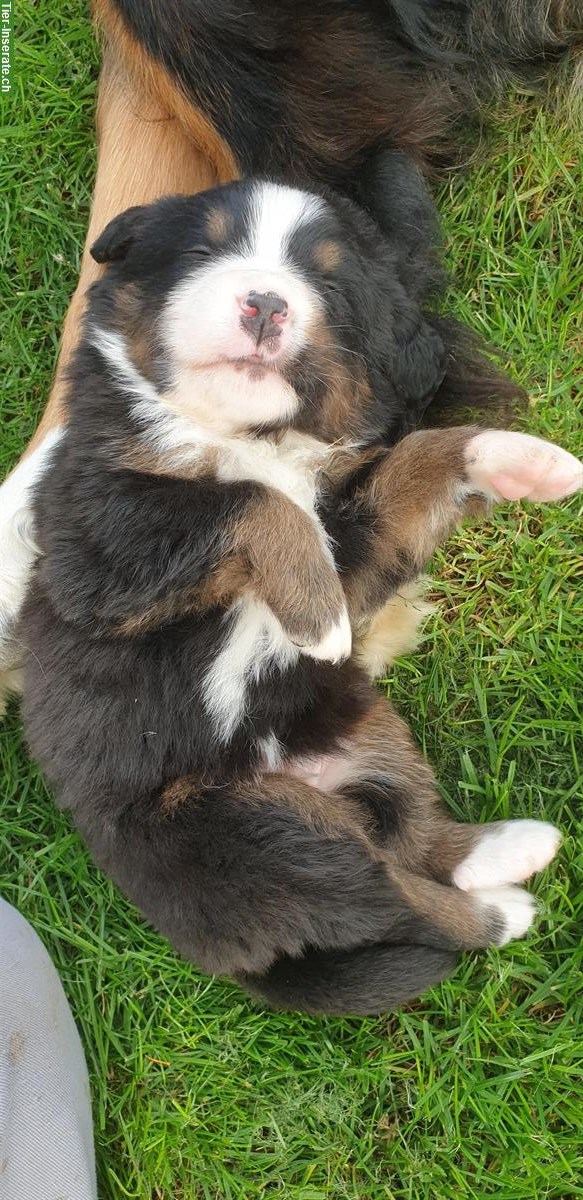 Bild 2: Berner Sennenhund Welpen suchen liebes Zuhause