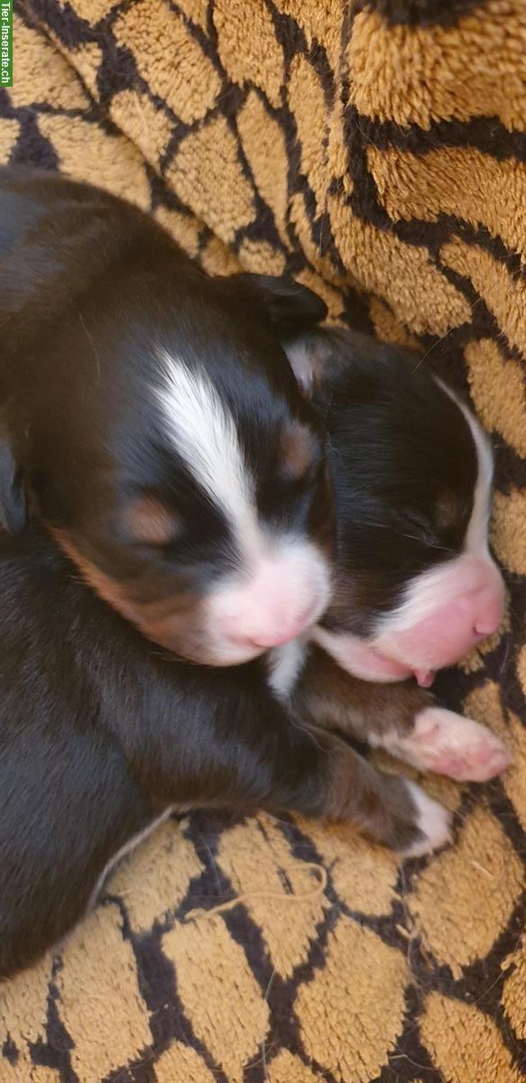 Bild 3: Berner Sennenhund Welpen suchen liebes Zuhause