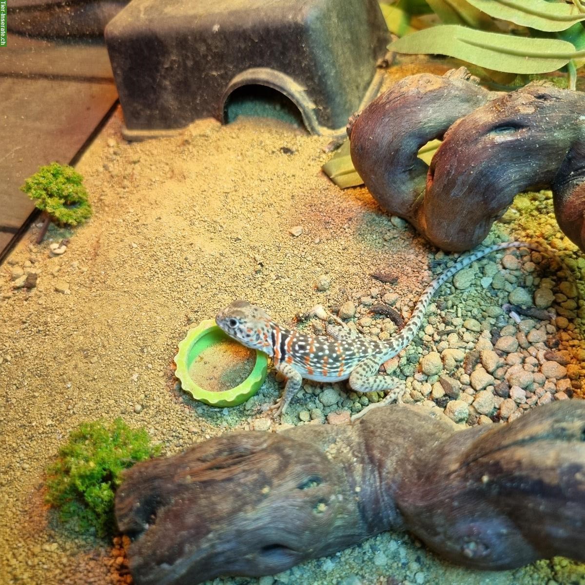 Halsbandleguan Männchen zu verkaufen