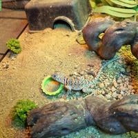 Halsbandleguan Männchen zu verkaufen