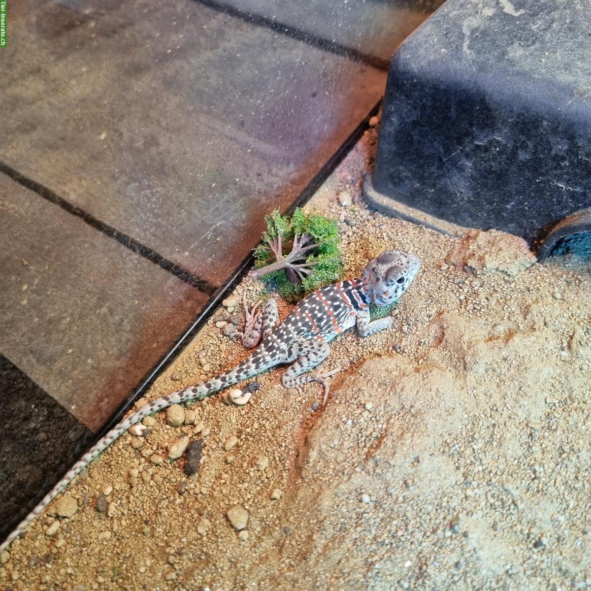 Bild 2: Halsbandleguan Männchen zu verkaufen