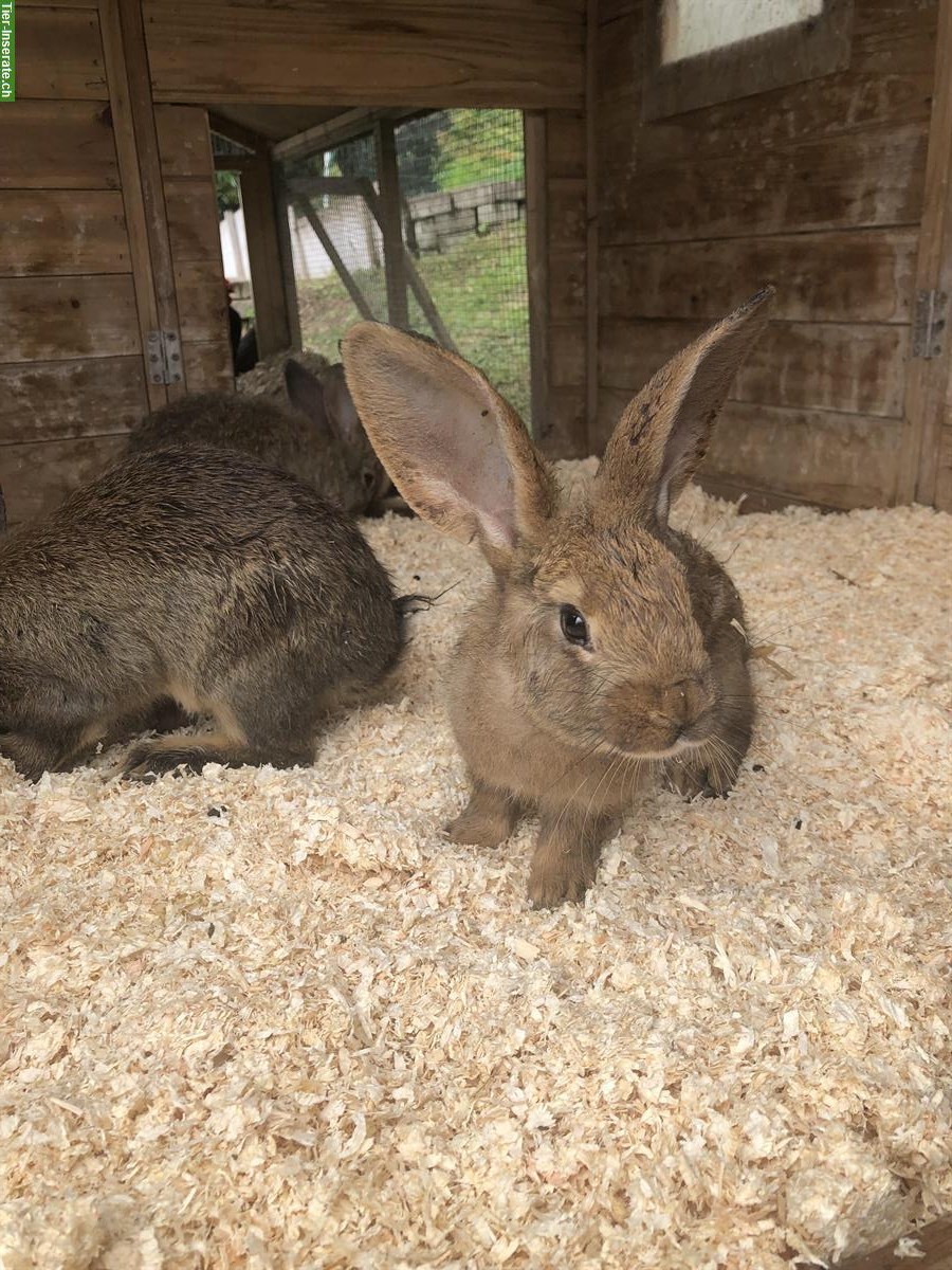 Bild 2: Deutsche Riesen Mix Kaninchen suchen ein Zuhause