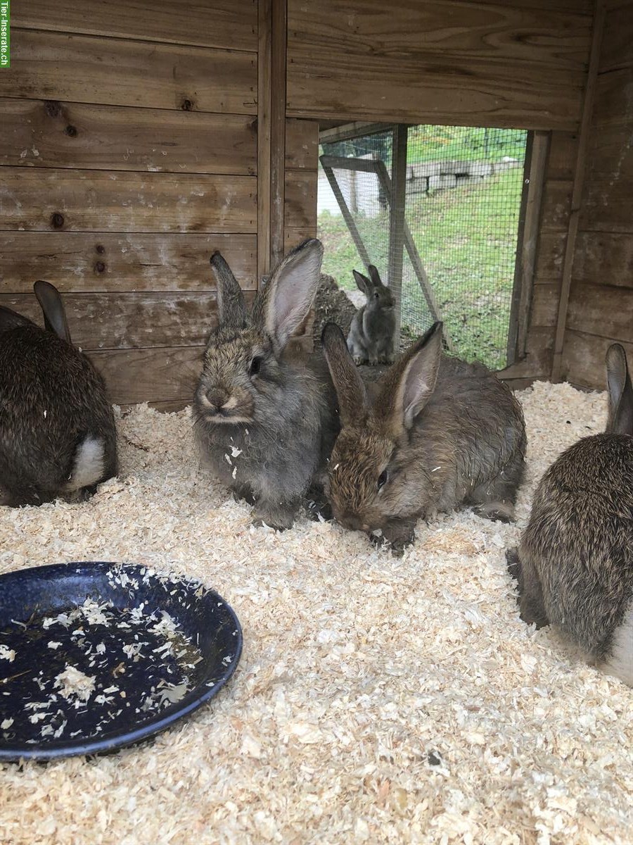 Bild 3: Deutsche Riesen Mix Kaninchen suchen ein Zuhause