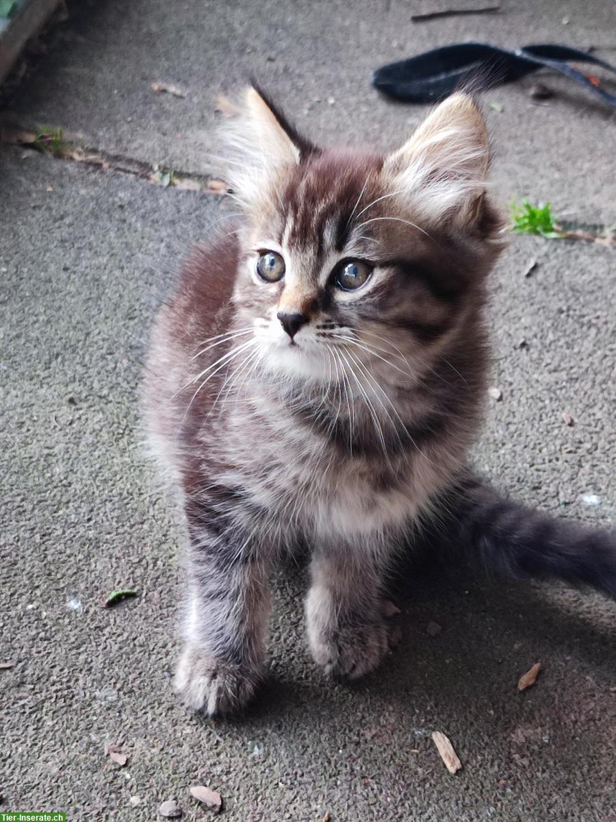 Bild 2: Junge sibirische Waldkatzen Mix Büsi zu verkaufen
