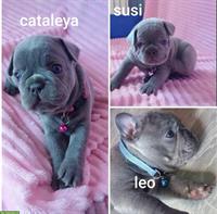 Kleine Französische Bulldogge Welpen, Farbe blue