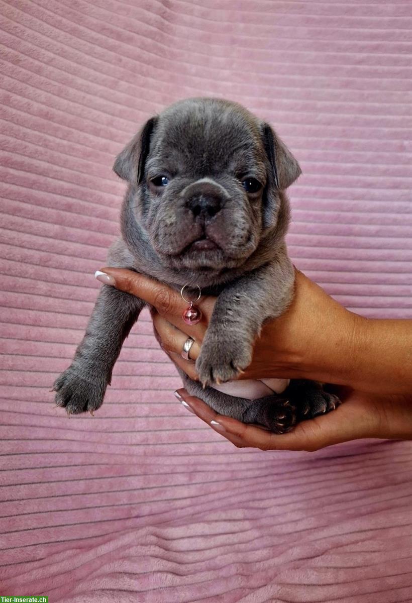 Bild 2: Kleine Französische Bulldogge Welpen, Farbe blue