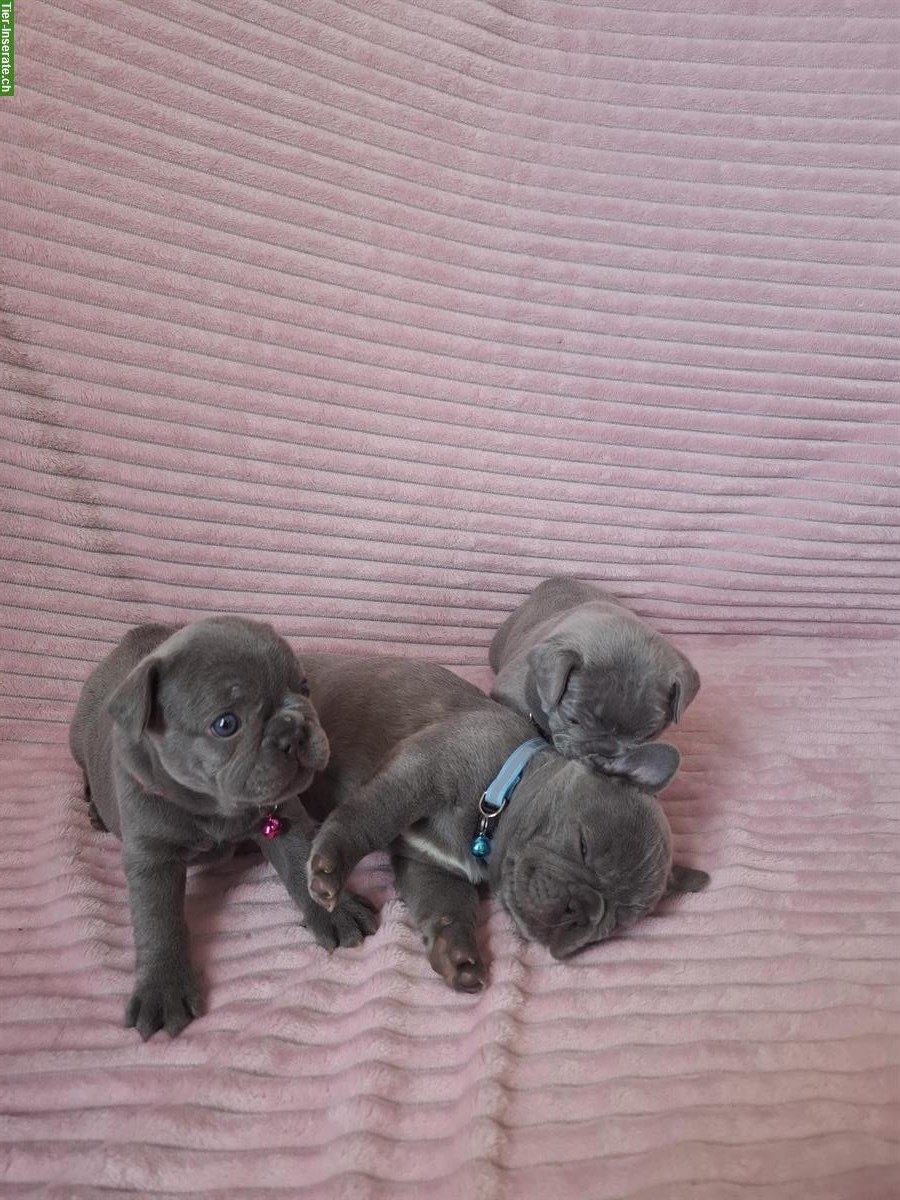 Bild 3: Kleine Französische Bulldogge Welpen, Farbe blue