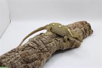 Sarasins Gecko gesucht, Männchen und auch Weibchen