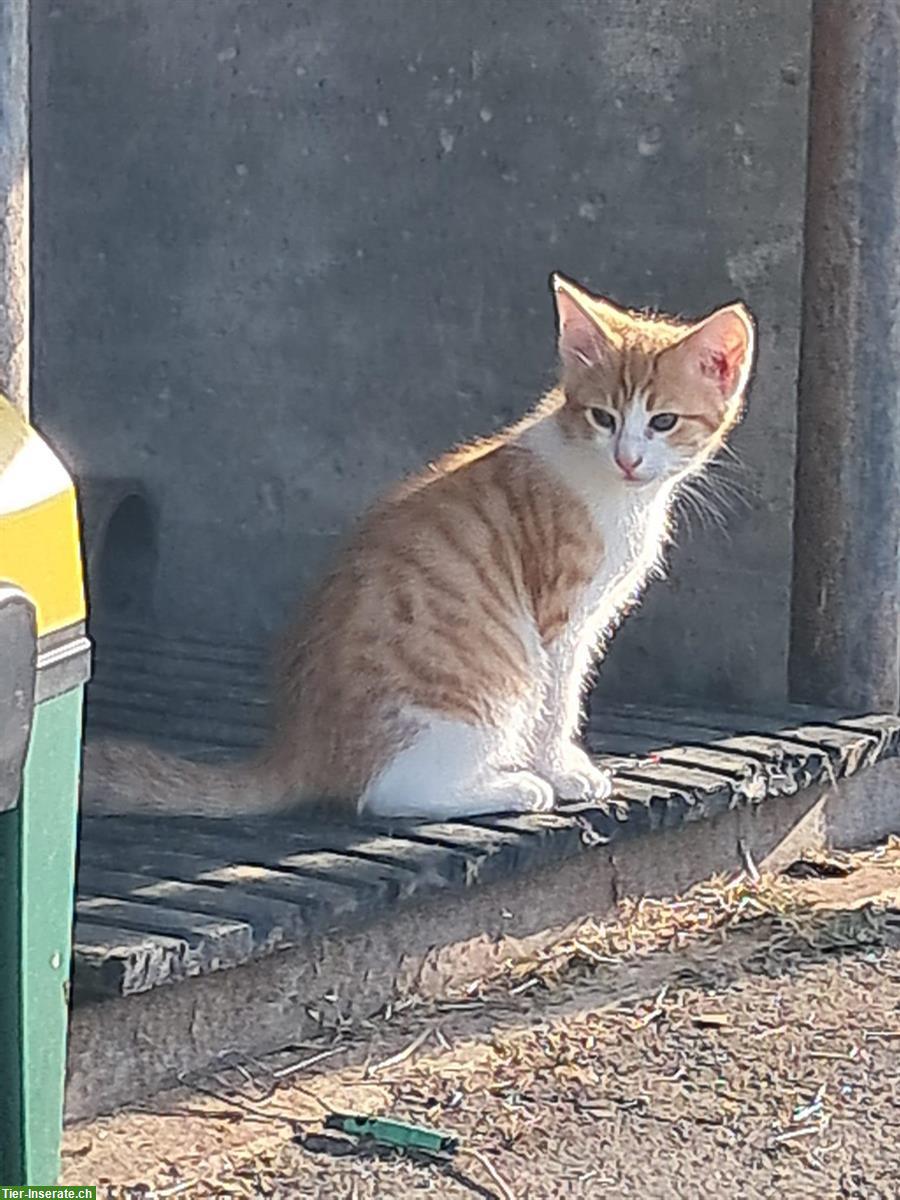 Junge Katzen vom Bauernhof zu verkaufen