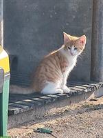 Junge Katzen vom Bauernhof zu verkaufen