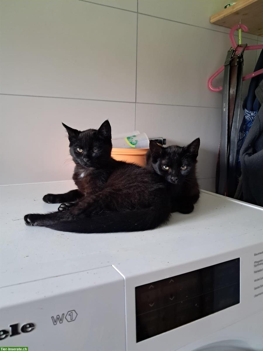 Bild 2: Junge Katzen vom Bauernhof zu verkaufen