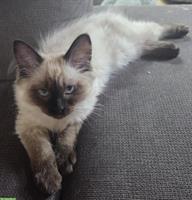 Junge Siam Katzen zu verkaufen