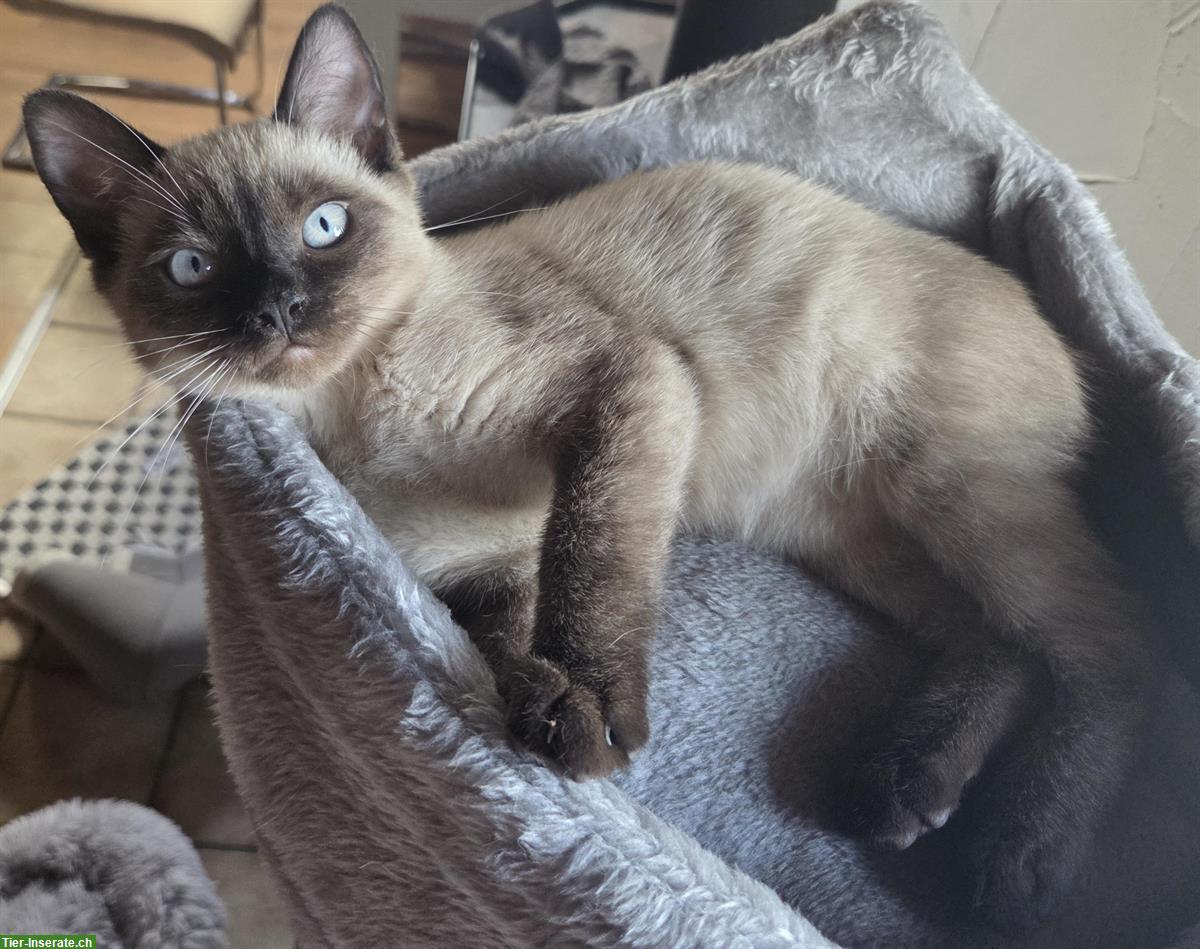 Bild 3: Junge Siam Katzen zu verkaufen