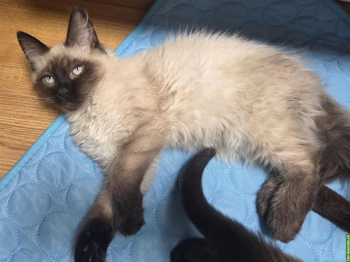 Bild 5: Junge Siam Katzen zu verkaufen