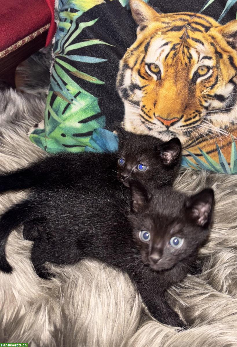 Junges Katzen Paar, Bruder & Schwester
