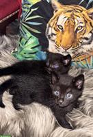 Junges Katzen Paar, Bruder & Schwester