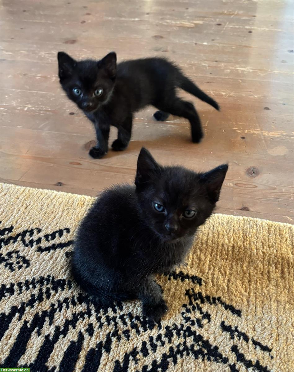 Bild 2: Junges Katzen Paar, Bruder & Schwester