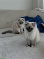 Heilige Birma Kitten Geschwister abzugeben