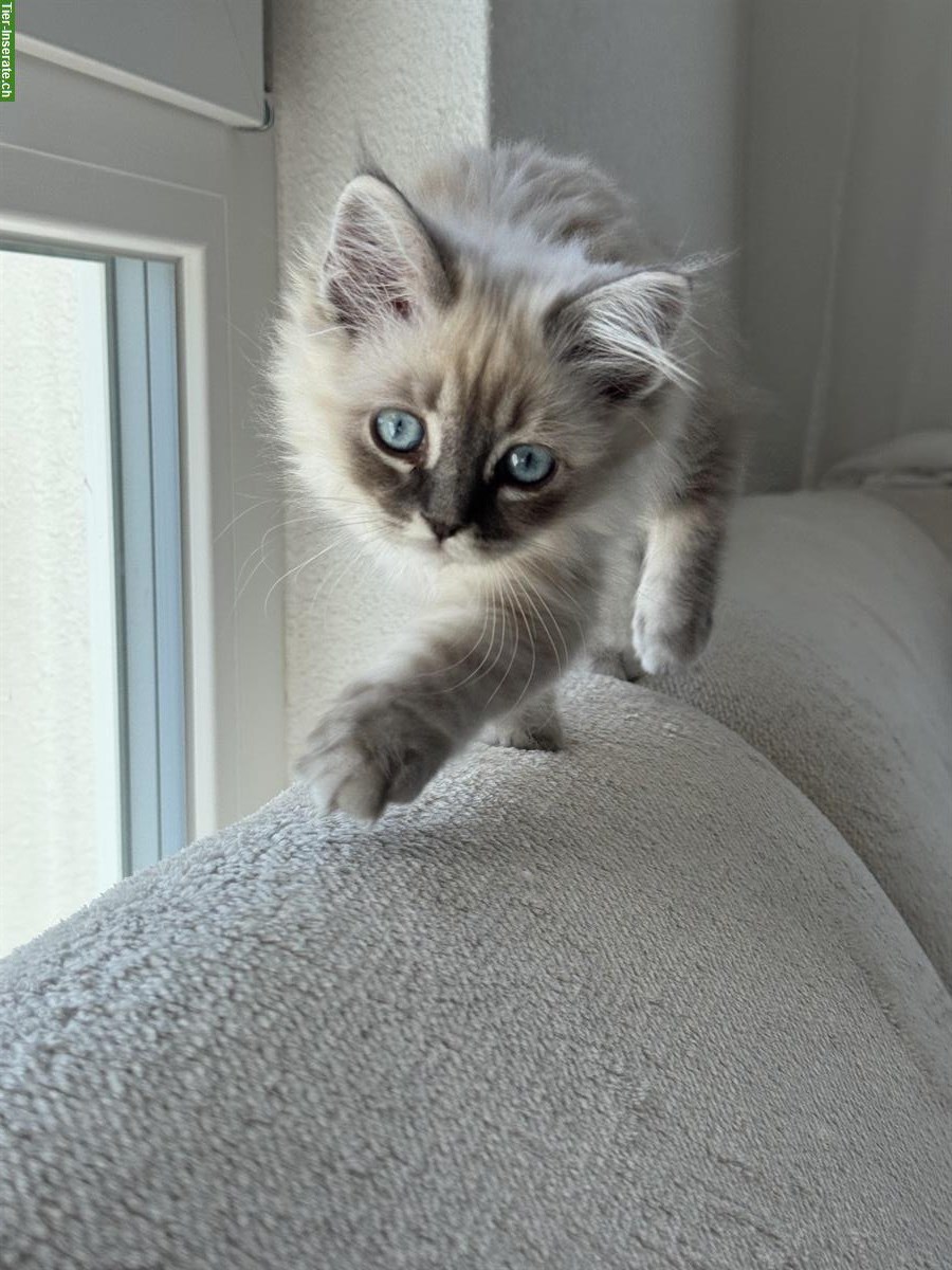 Bild 2: Heilige Birma Kitten Geschwister abzugeben