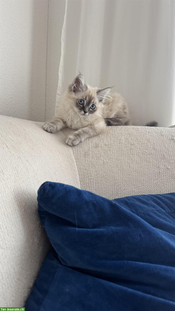 Bild 3: Heilige Birma Kitten Geschwister abzugeben