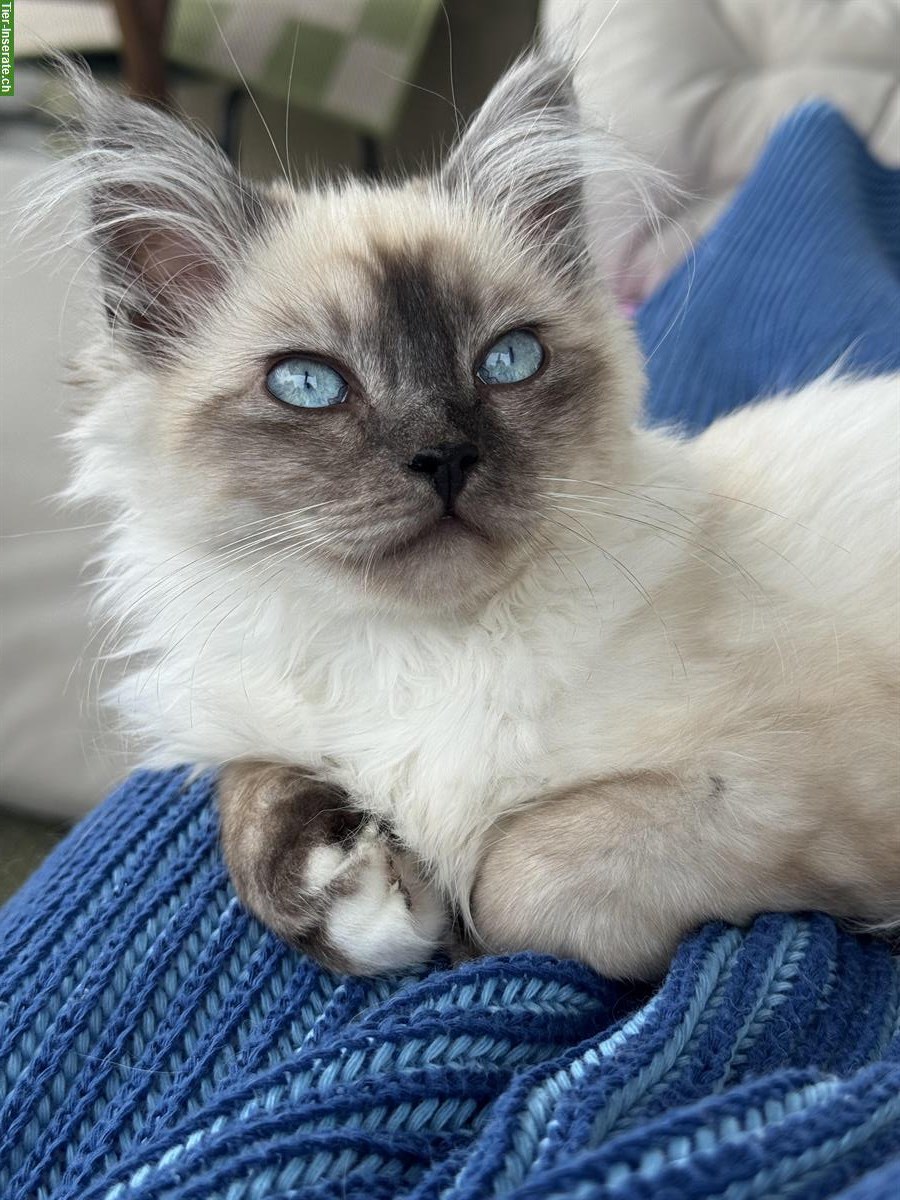 Bild 5: Heilige Birma Kitten Geschwister abzugeben