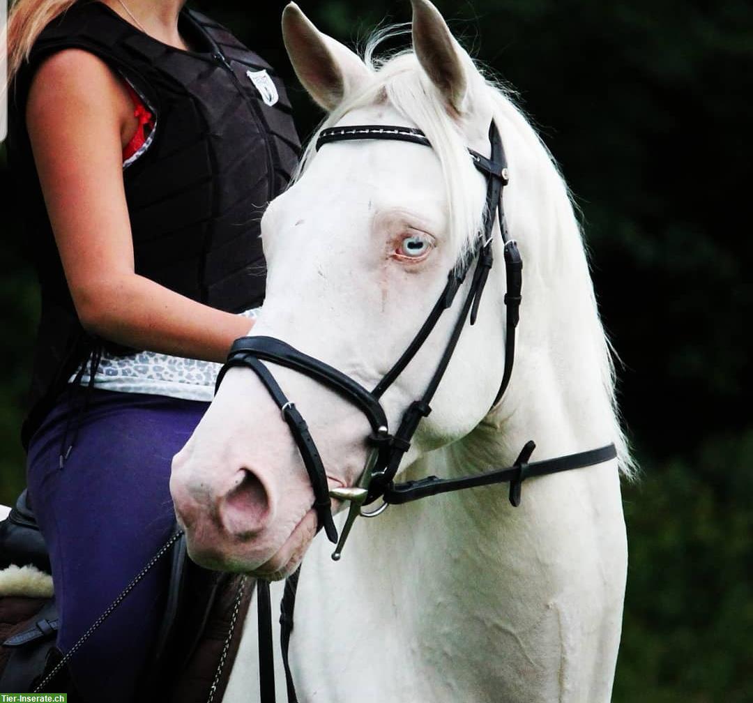 Cremello Wallach 🐴 sucht 1A Zuhause