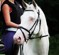 Cremello Wallach 🐴 sucht 1A Zuhause