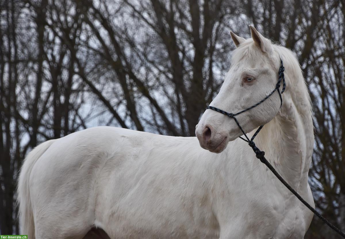 Bild 2: Cremello Wallach 🐴 sucht 1A Zuhause