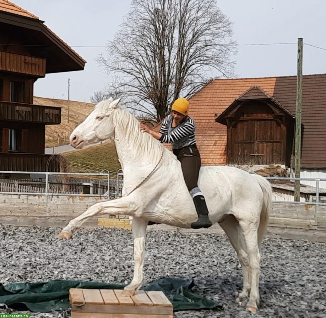 Bild 3: Cremello Wallach 🐴 sucht 1A Zuhause