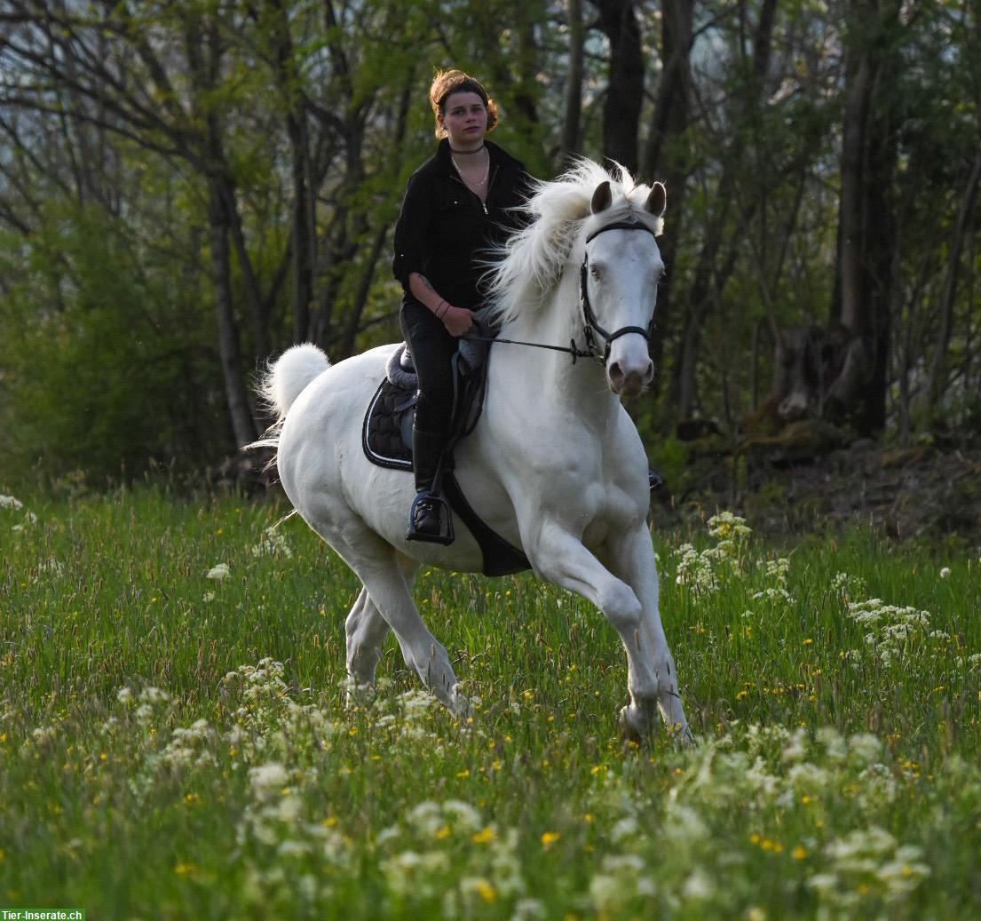 Bild 4: Cremello Wallach 🐴 sucht 1A Zuhause