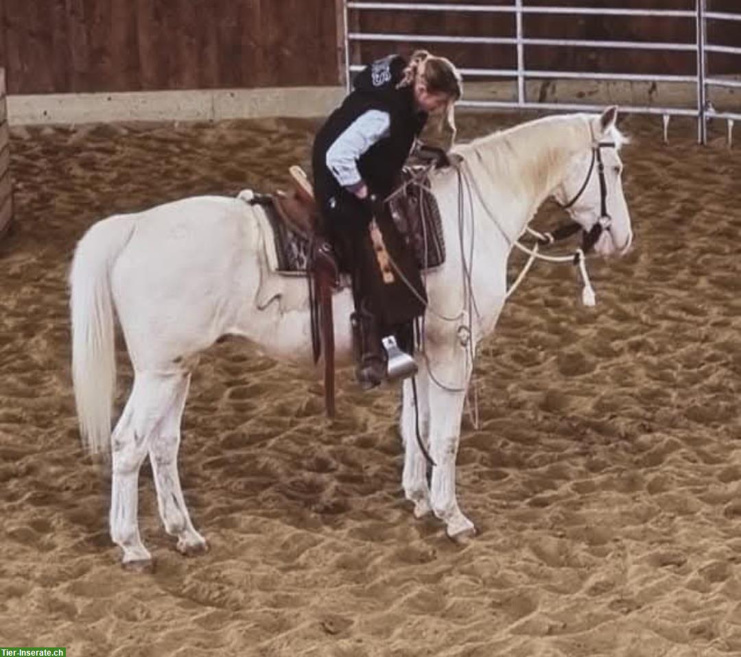 Bild 5: Cremello Wallach 🐴 sucht 1A Zuhause