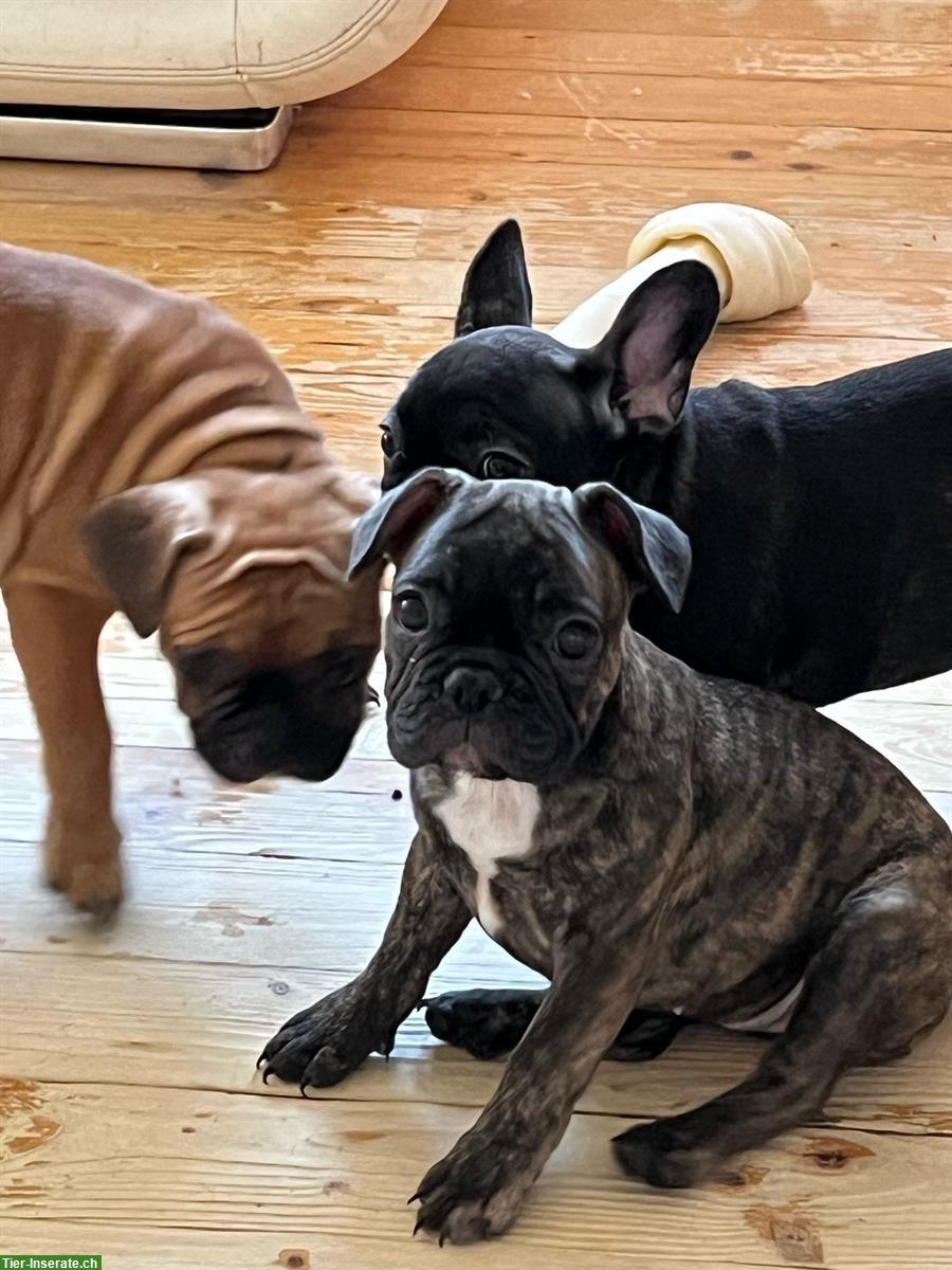 Reinrassige Französische Bulldogge Welpen, 3 Monate