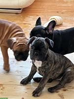 Reinrassige Französische Bulldogge Welpen, 3 Monate