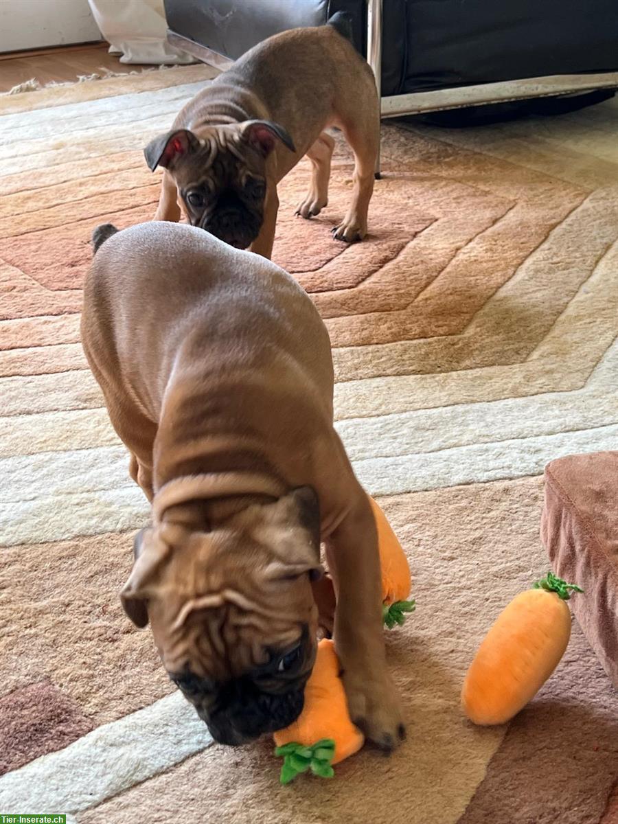 Bild 2: Reinrassige Französische Bulldogge Welpen, 3 Monate