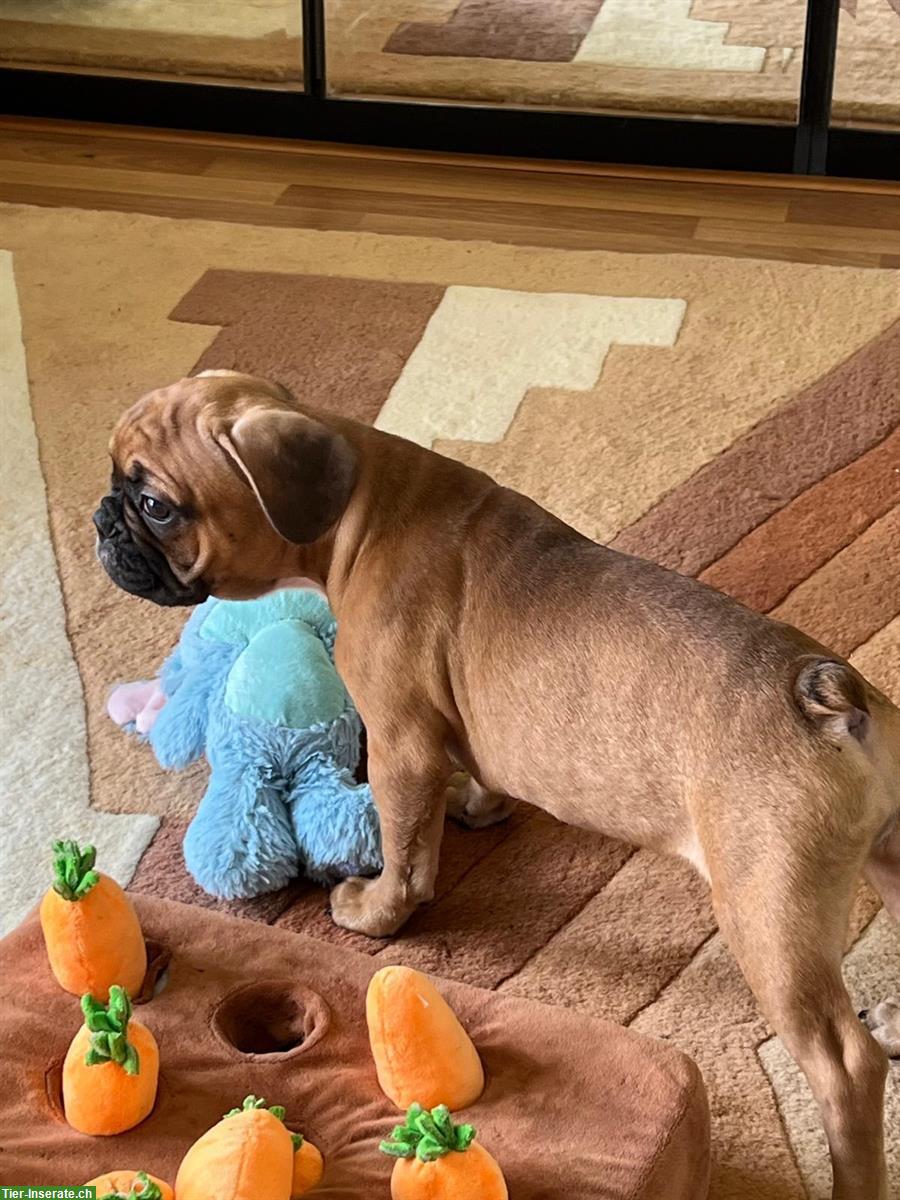 Bild 3: Reinrassige Französische Bulldogge Welpen, 3 Monate