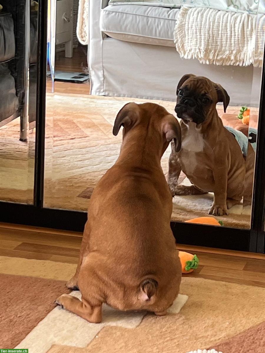 Bild 4: Reinrassige Französische Bulldogge Welpen, 3 Monate