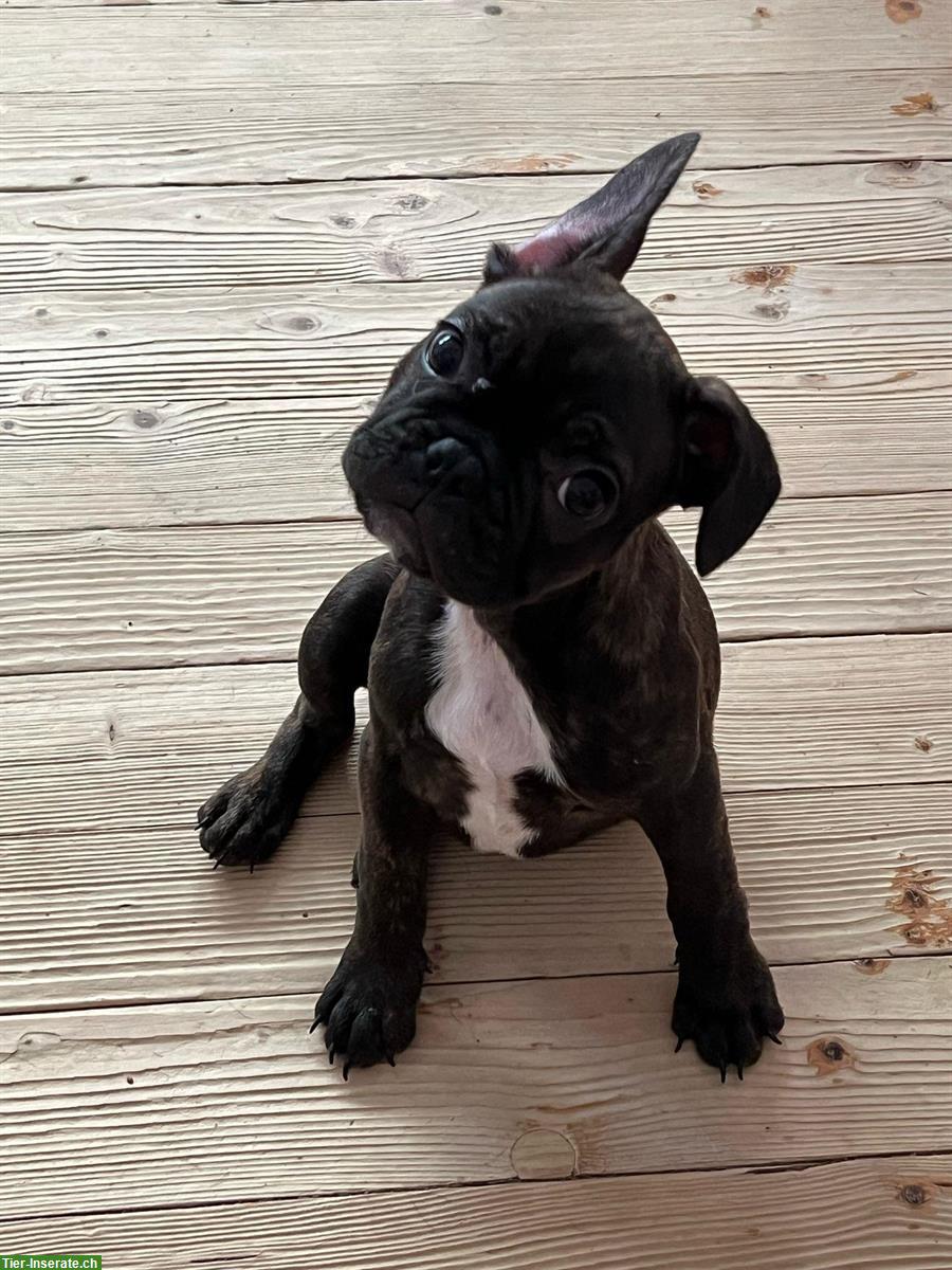 Bild 5: Reinrassige Französische Bulldogge Welpen, 3 Monate