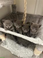 Britisch Kurzhaar x Rusisch Blau mix Kitten