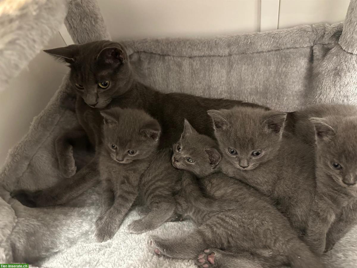 Bild 2: Britisch Kurzhaar x Rusisch Blau mix Kitten