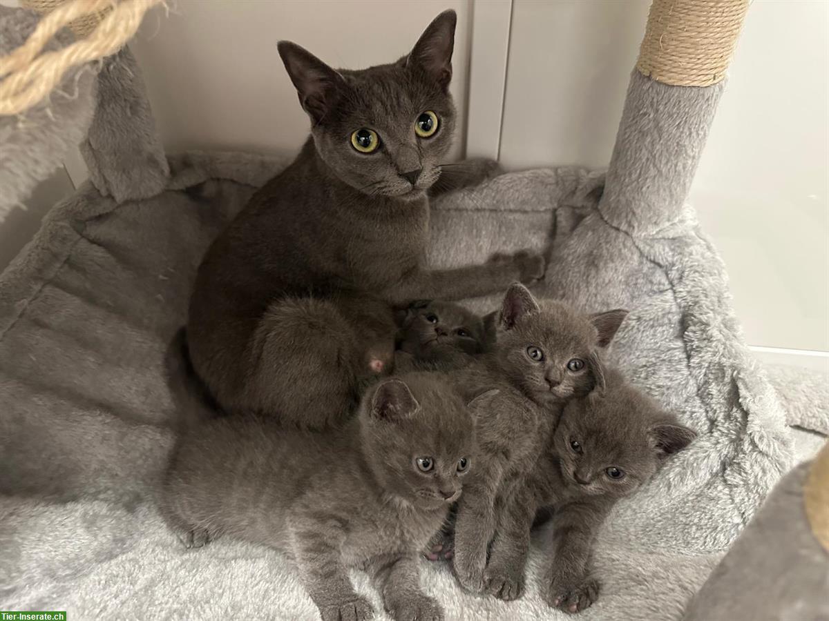 Bild 3: Britisch Kurzhaar x Rusisch Blau mix Kitten