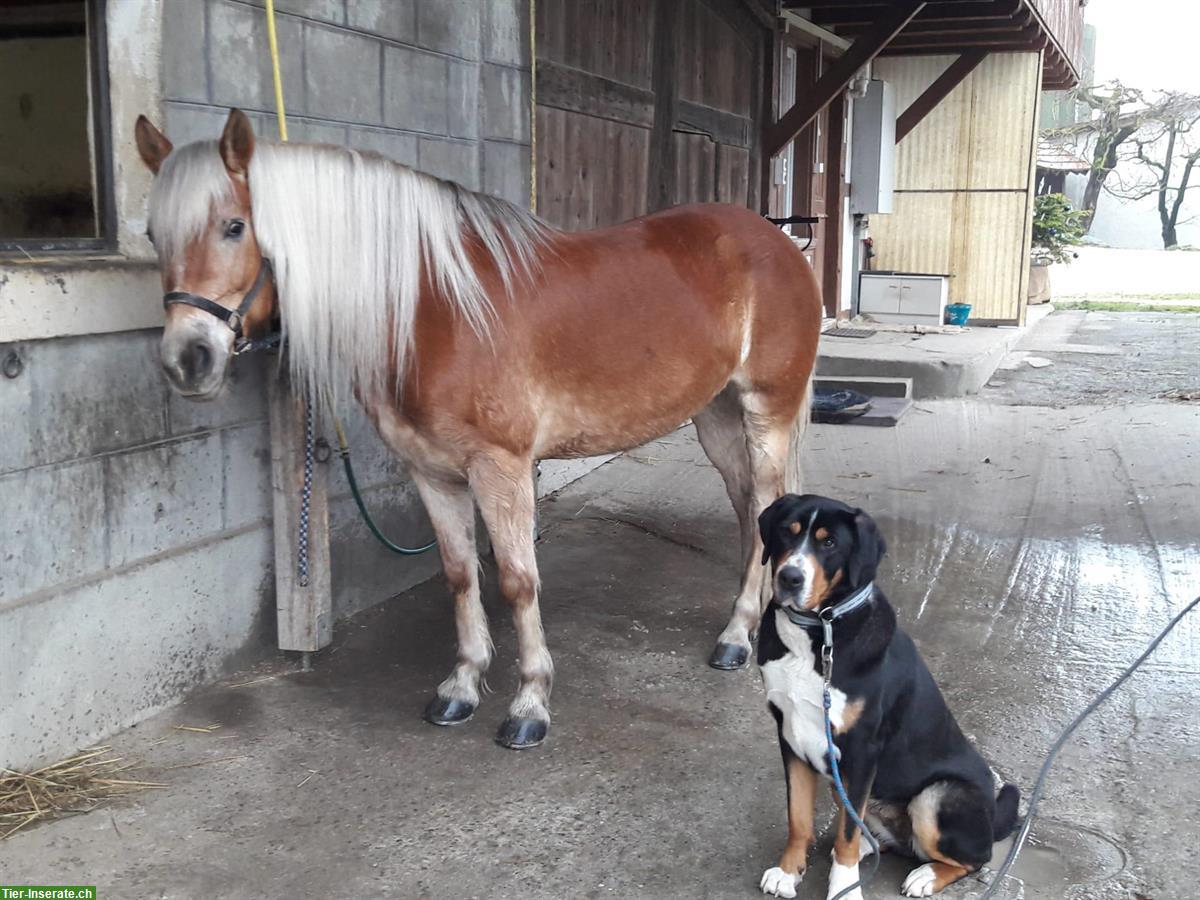 Biete Reitbeteiligung auf sportlicher Haflinger Stute, Epsach BE