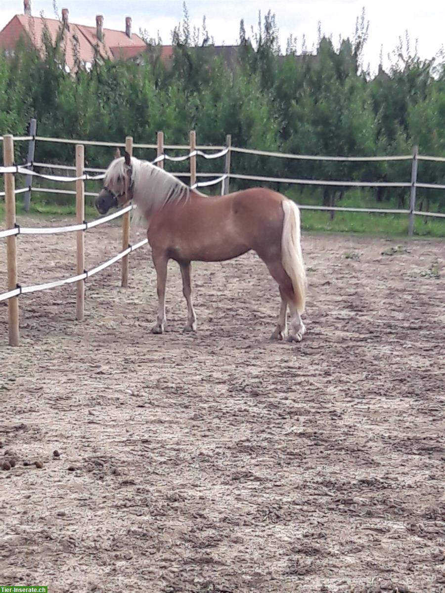 Bild 2: Biete Reitbeteiligung auf sportlicher Haflinger Stute, Epsach BE