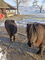 Zwei Shetty, Wallach 06 und Hengst 03